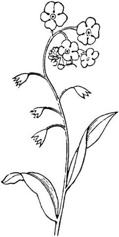 Forget Me Not 2 Coloring Page